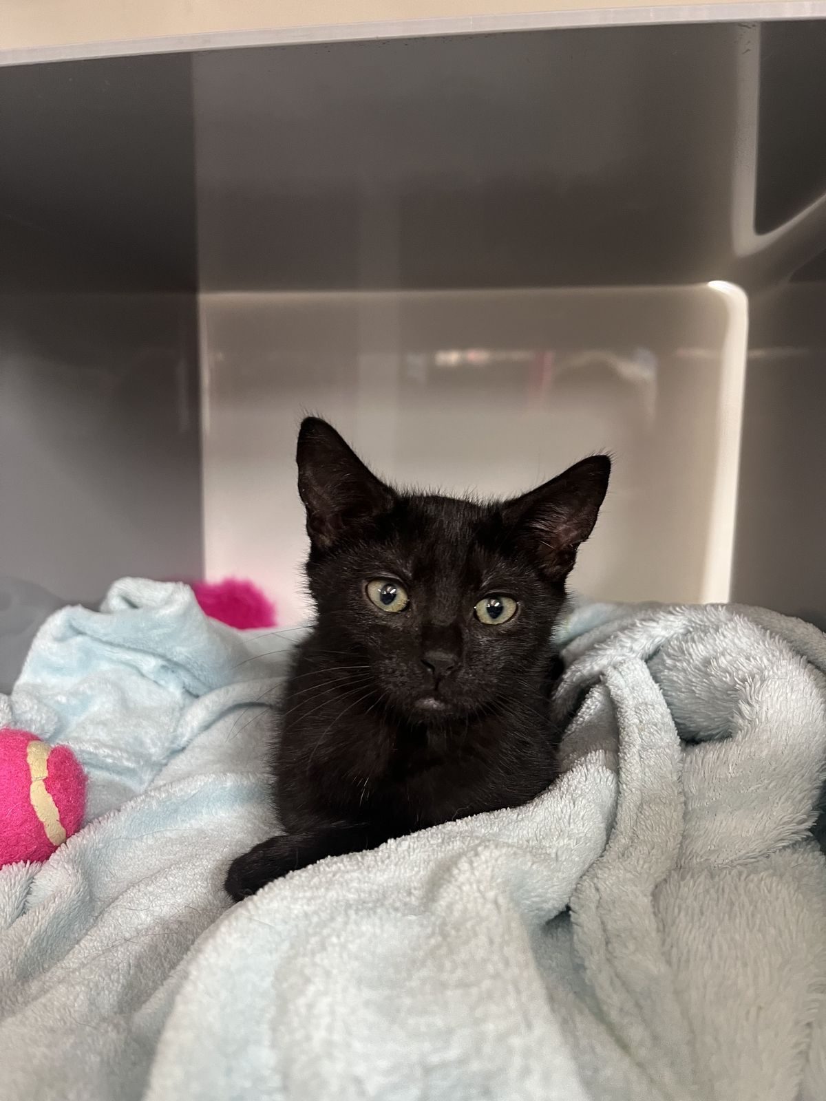 Gallery image: Clover