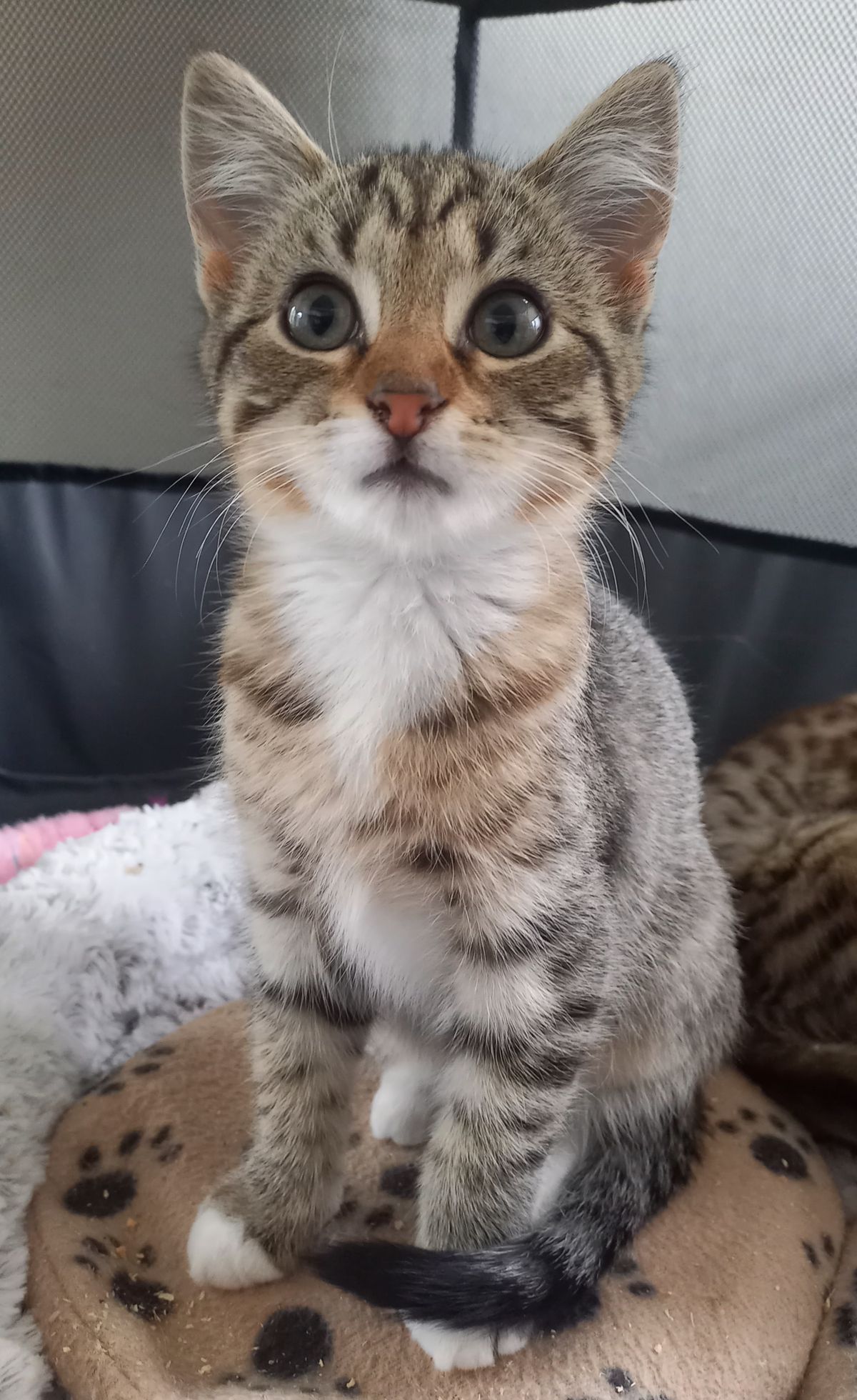 Gallery image: Sweet Pea