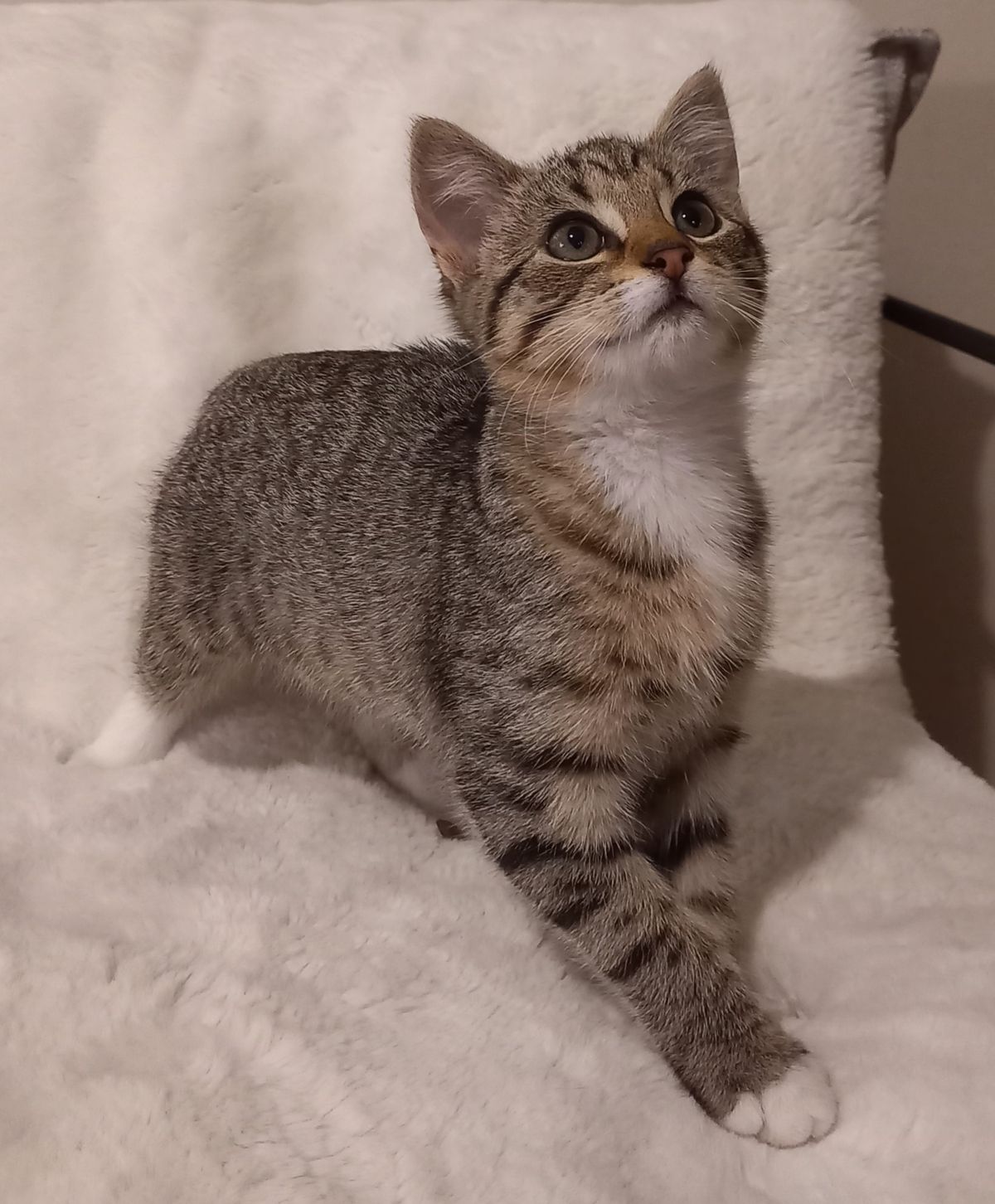 Gallery image: Sweet Pea