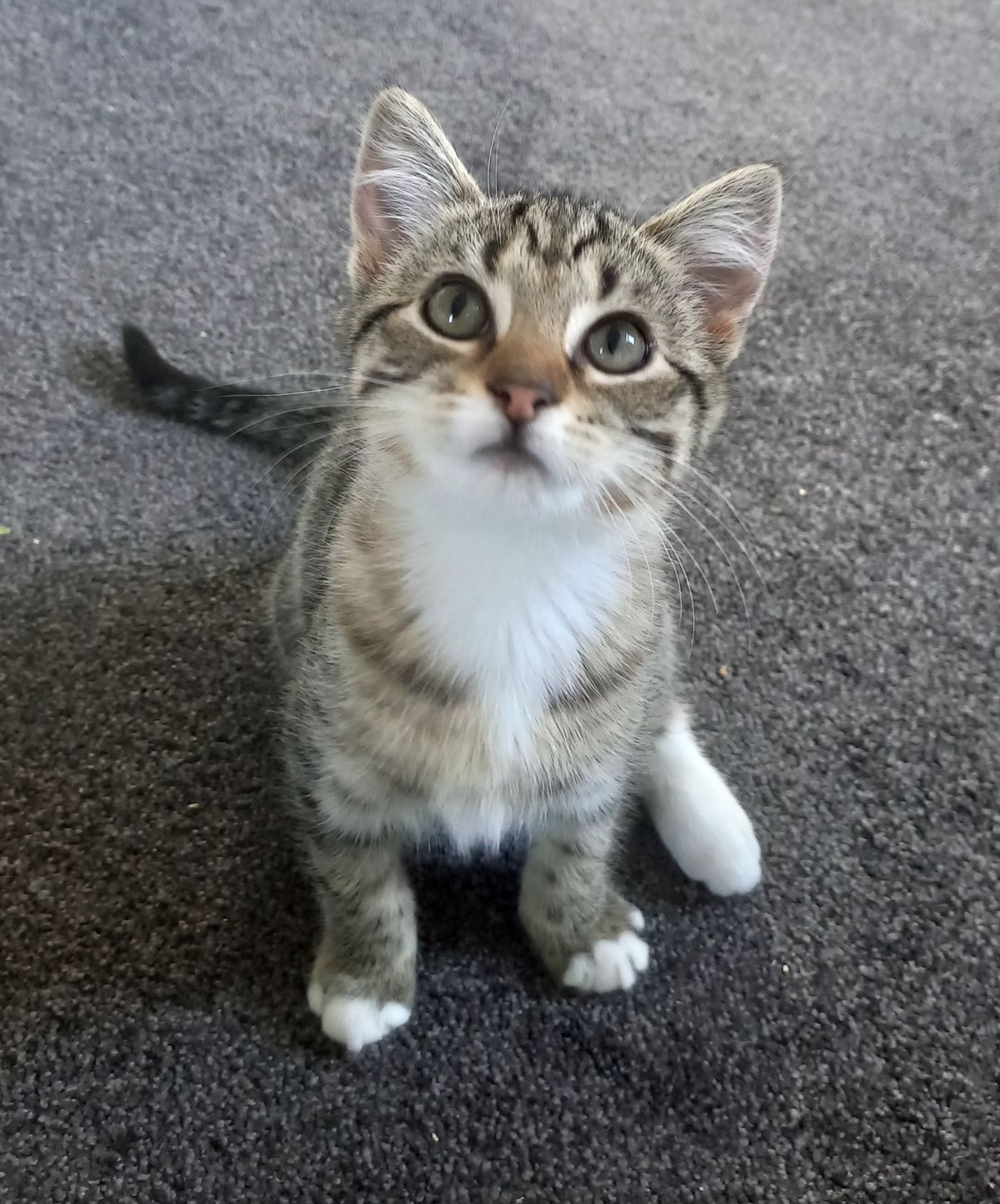 Gallery image: Sweet Pea