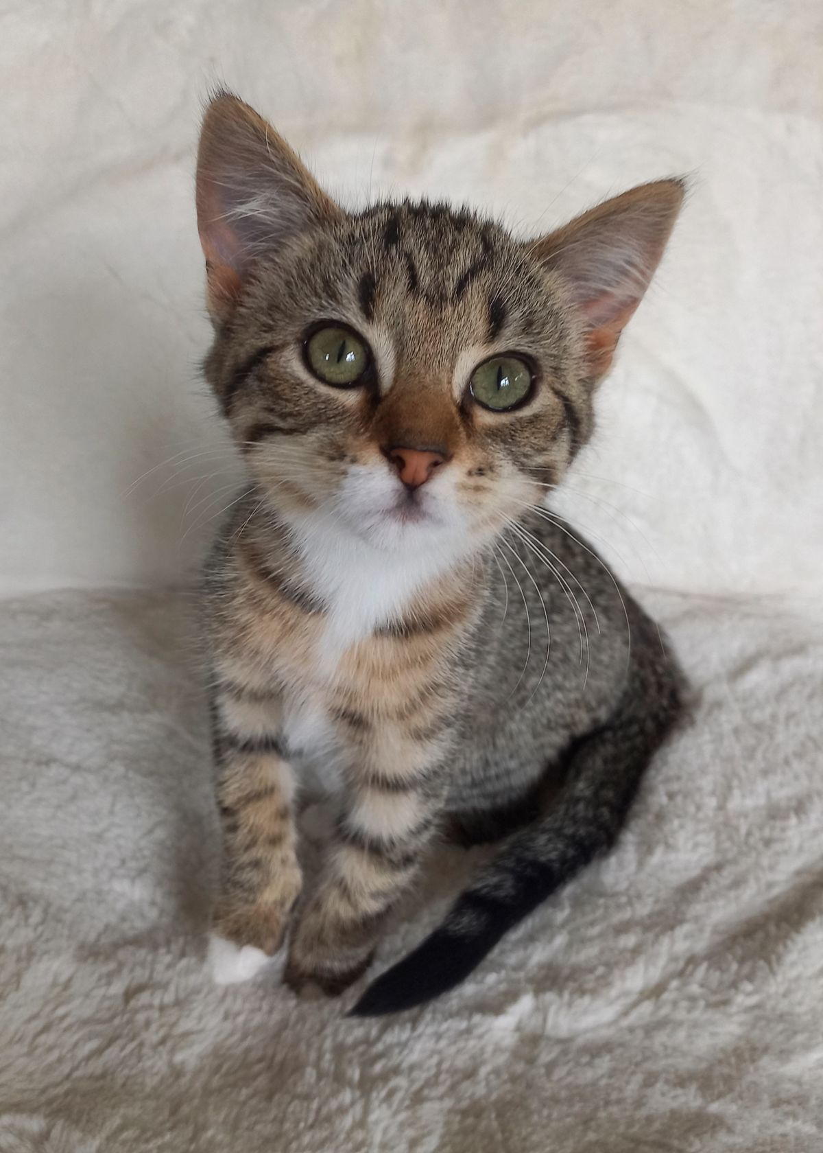 Gallery image: Sweet Pea