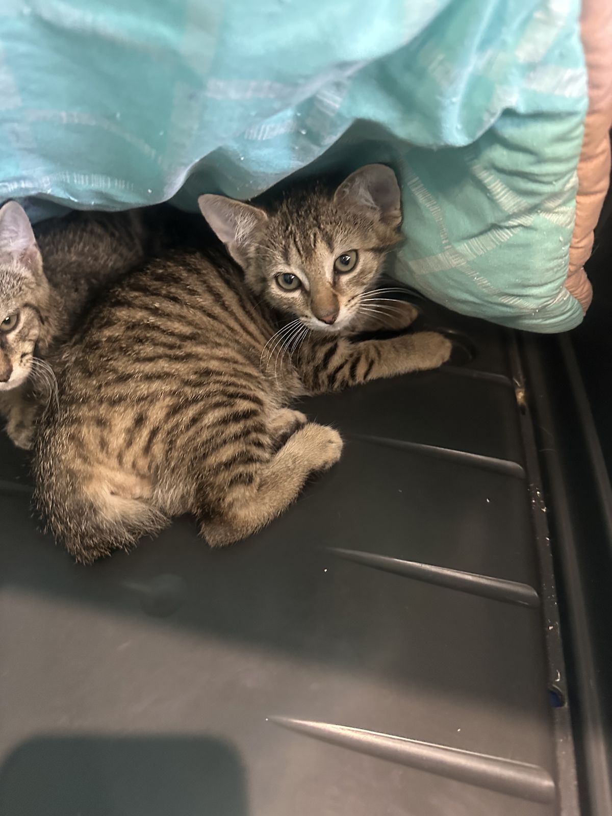 Gallery image: Bella