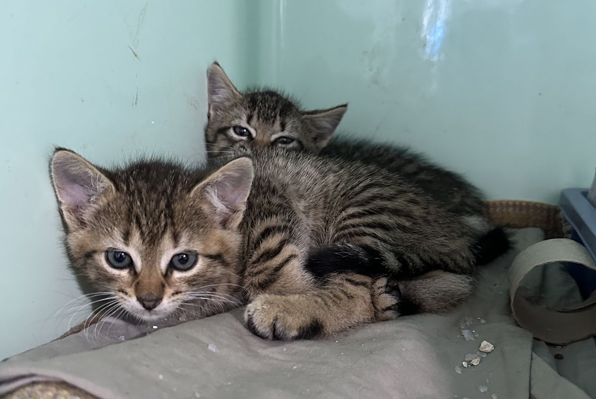 Gallery image: Bella