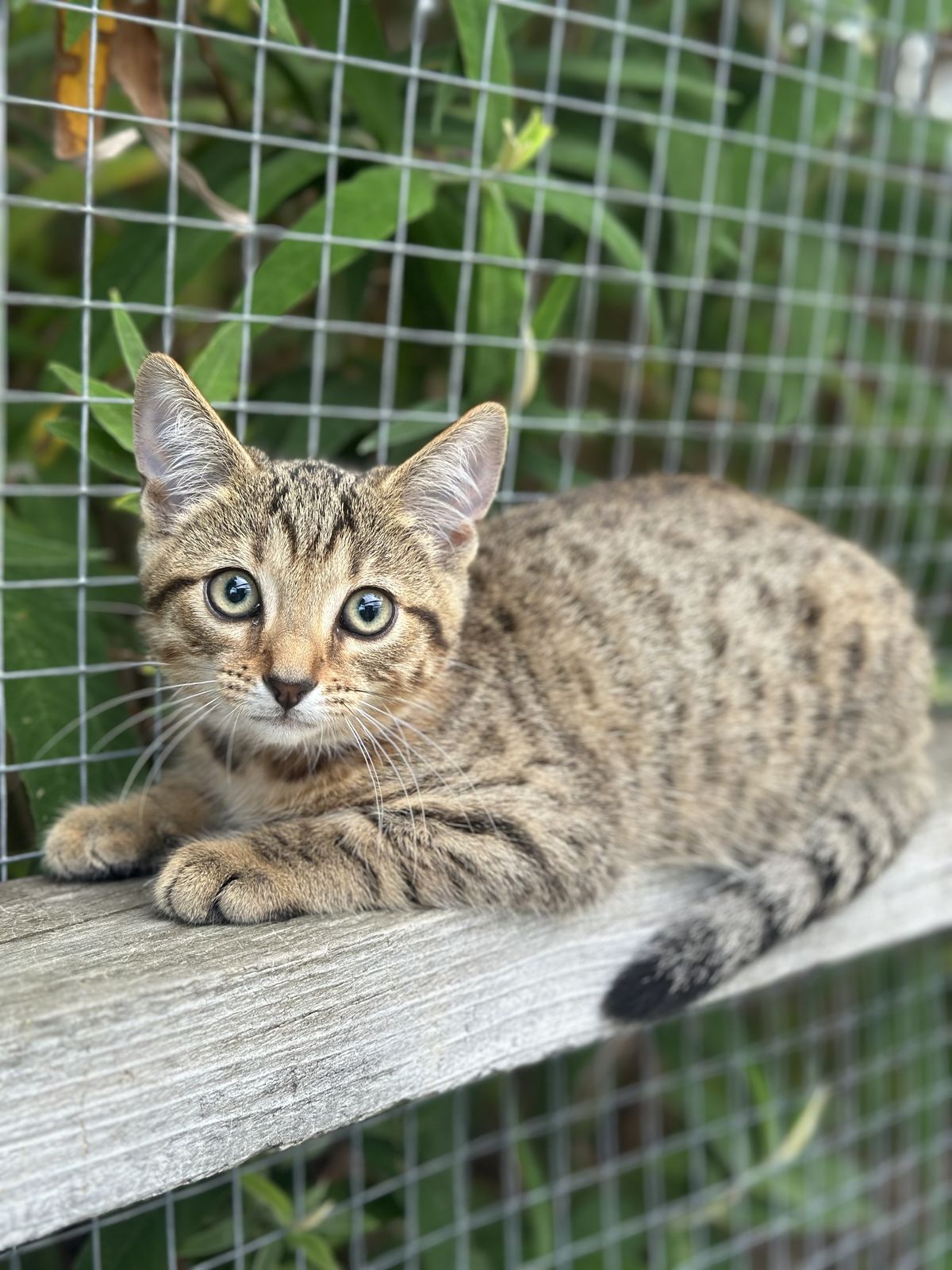 Gallery image: Mocha