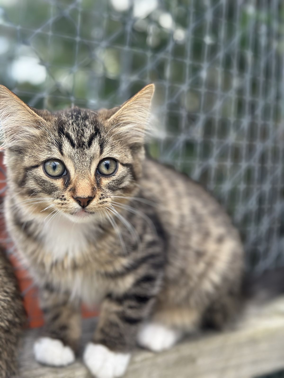 Gallery image: Matcha