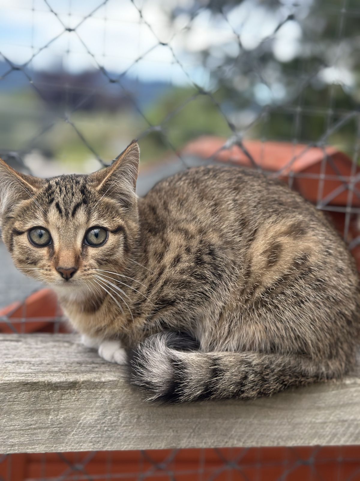 Gallery image: Cider