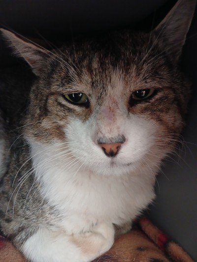 Foundry - Domestic Short Hair