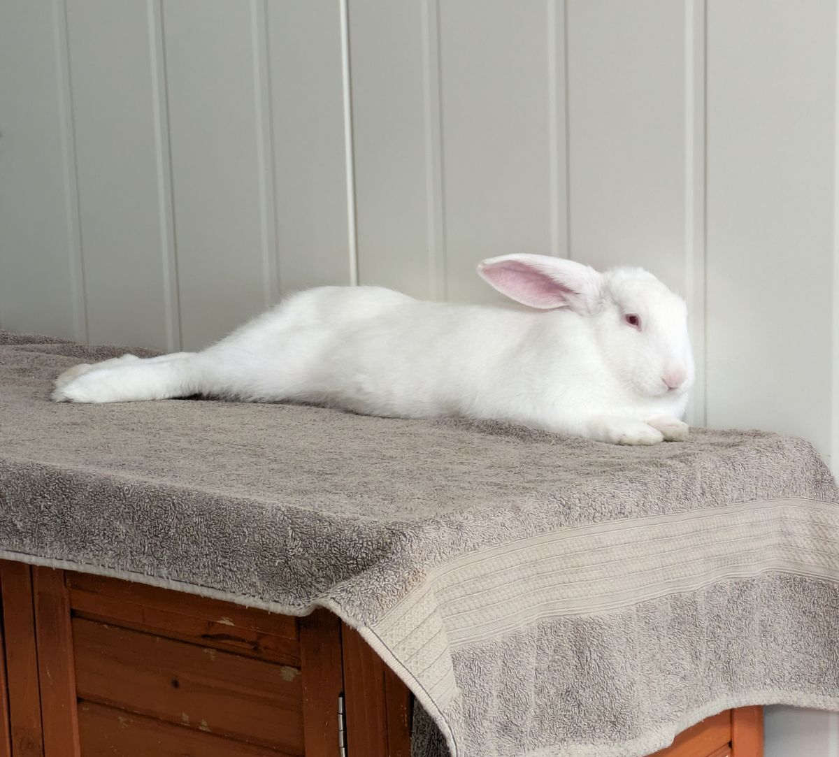 Gallery image: Neville