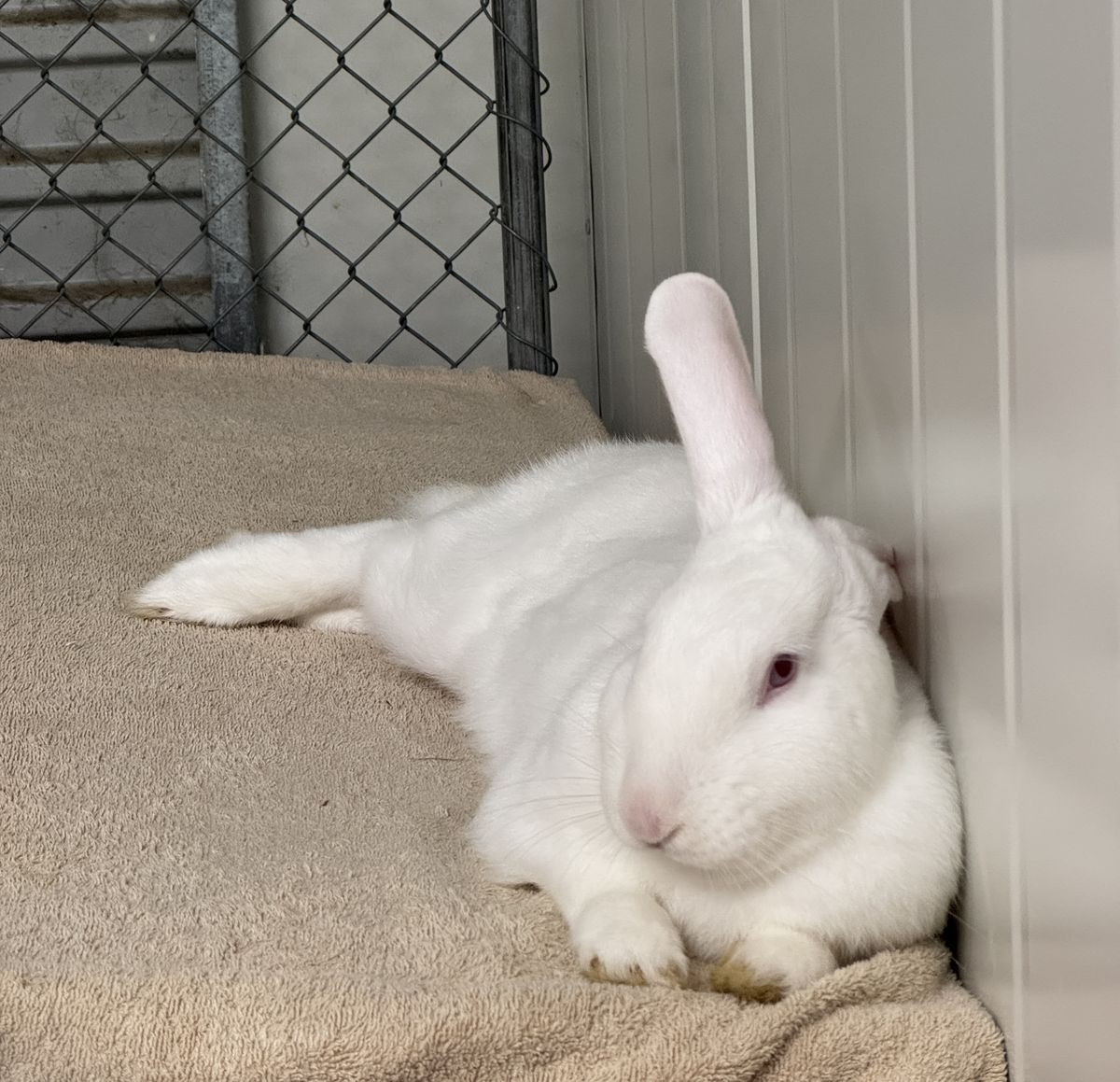 Gallery image: Neville