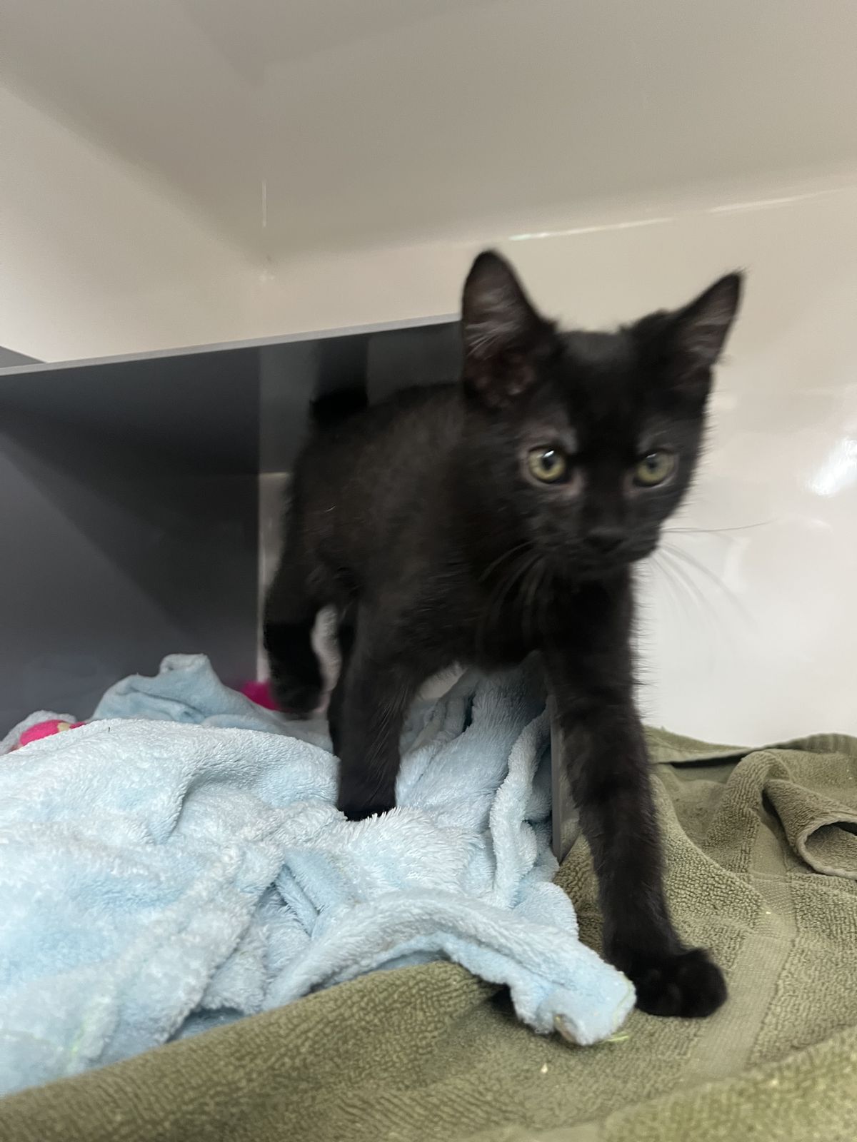 Gallery image: Ziggy