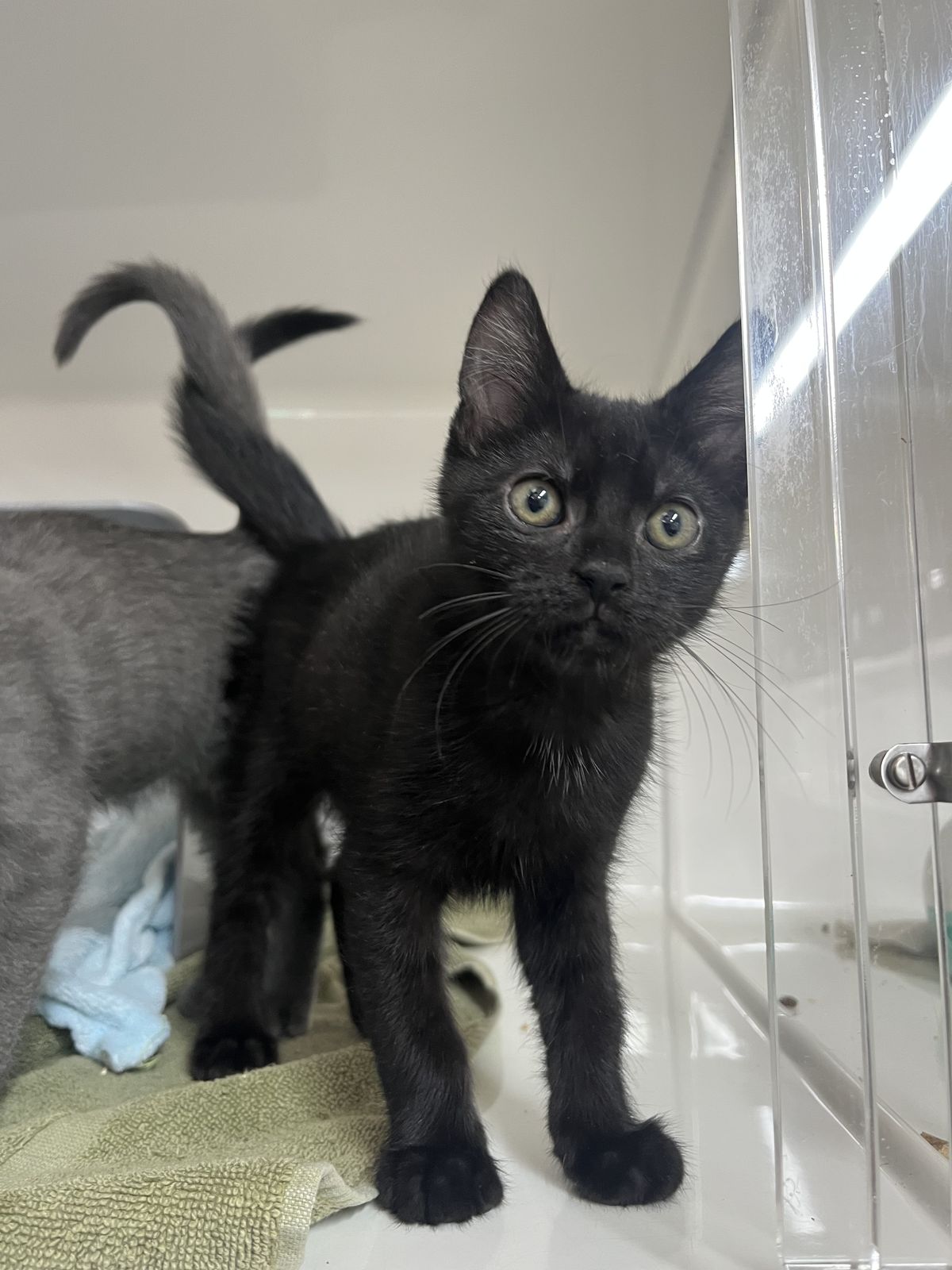 Gallery image: Ziggy