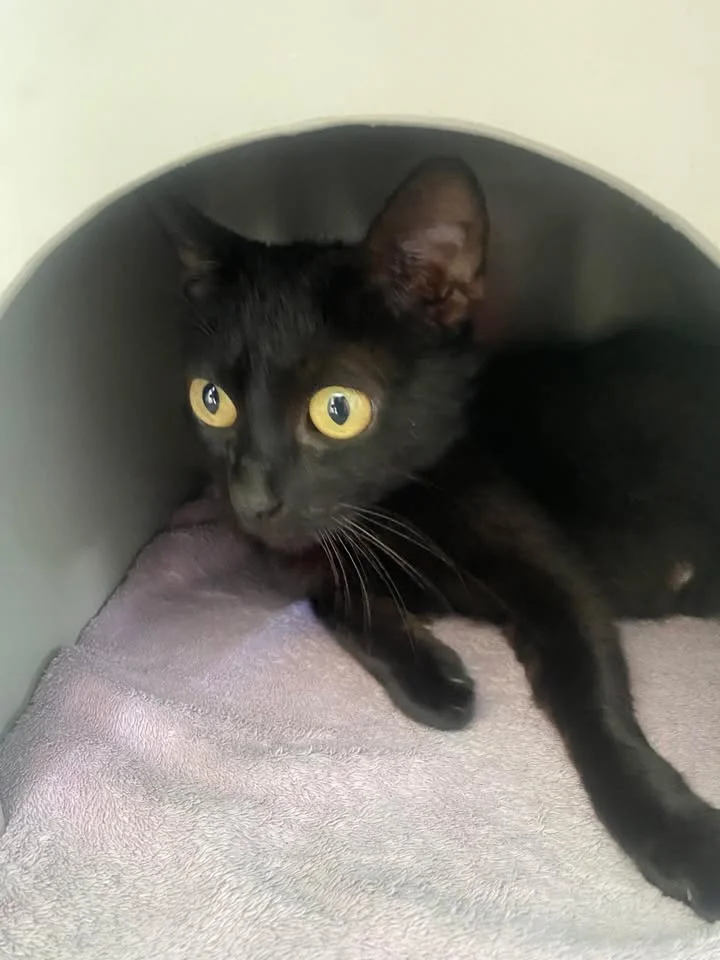 Gallery image: Mandy