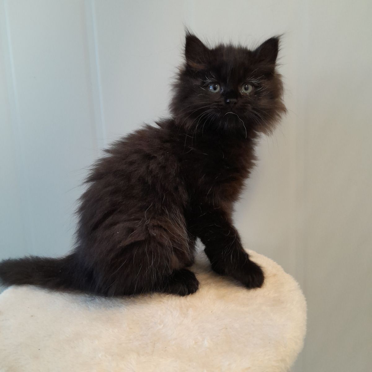 Gallery image: Violet