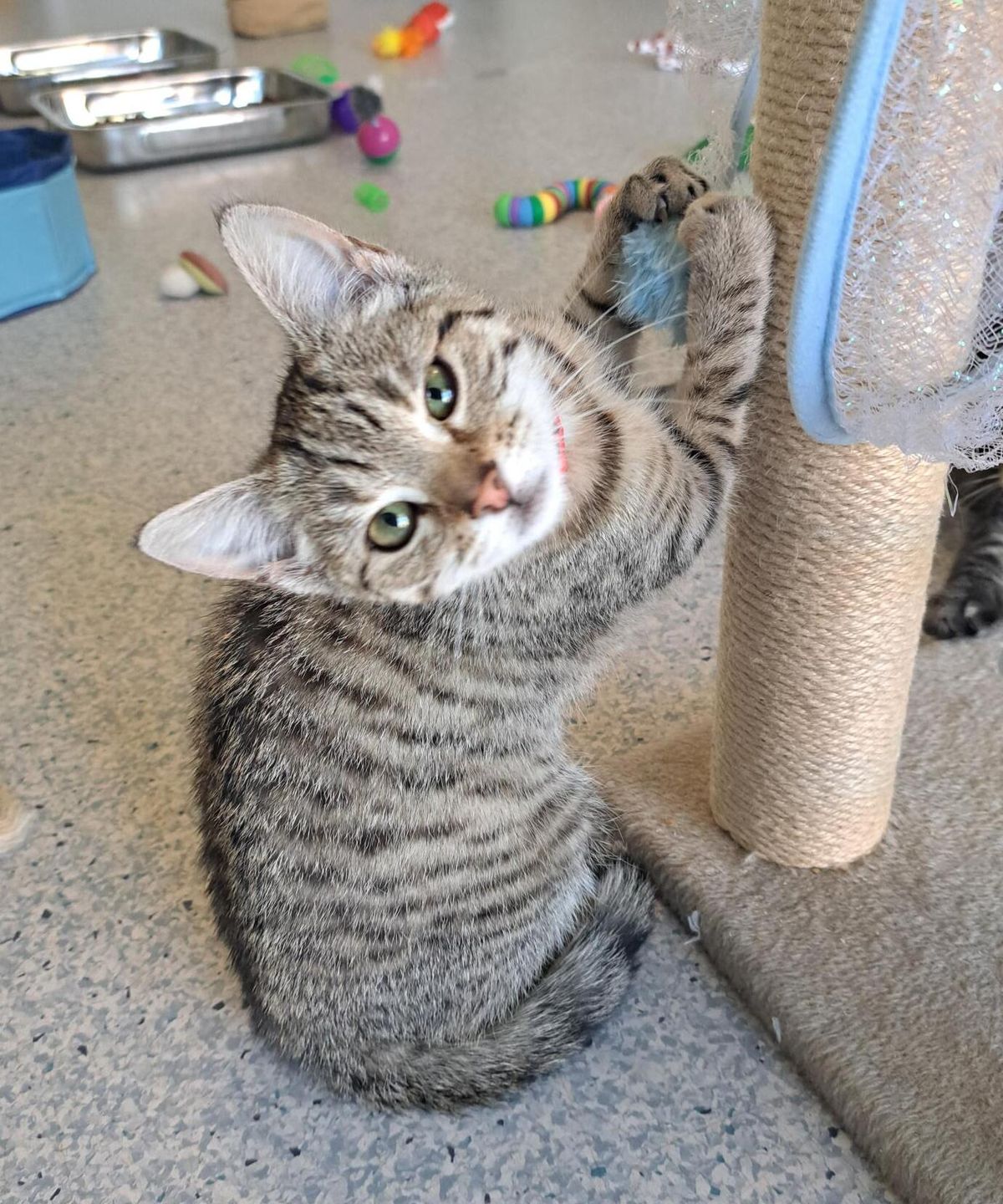 Gallery image: Tiger-Lily