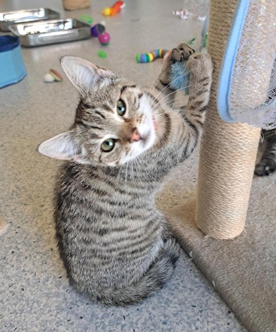 Tiger-Lily - Domestic Short Hair