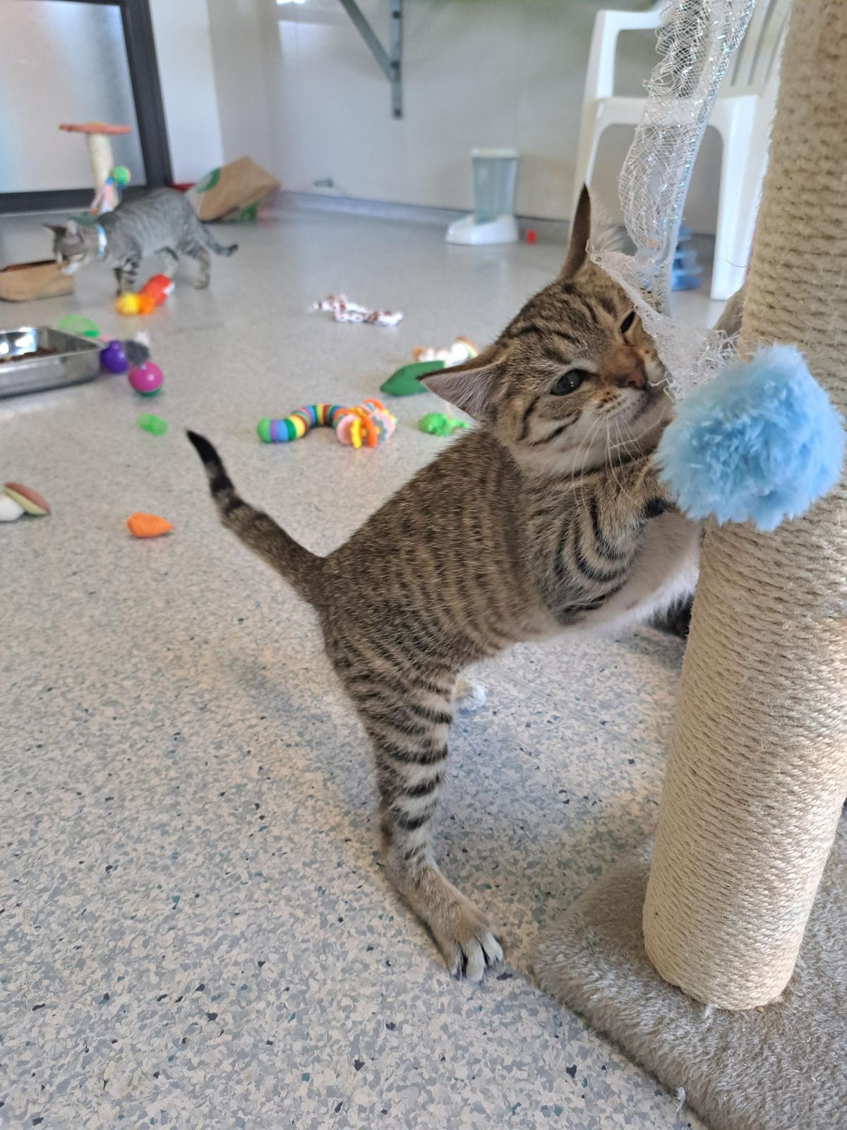 Gallery image: Tiger-Lily