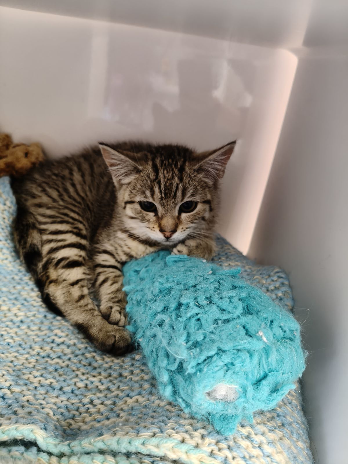 Gallery image: Tiger-Lily