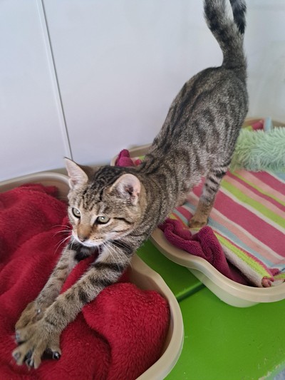 Ethan - Domestic Short Hair