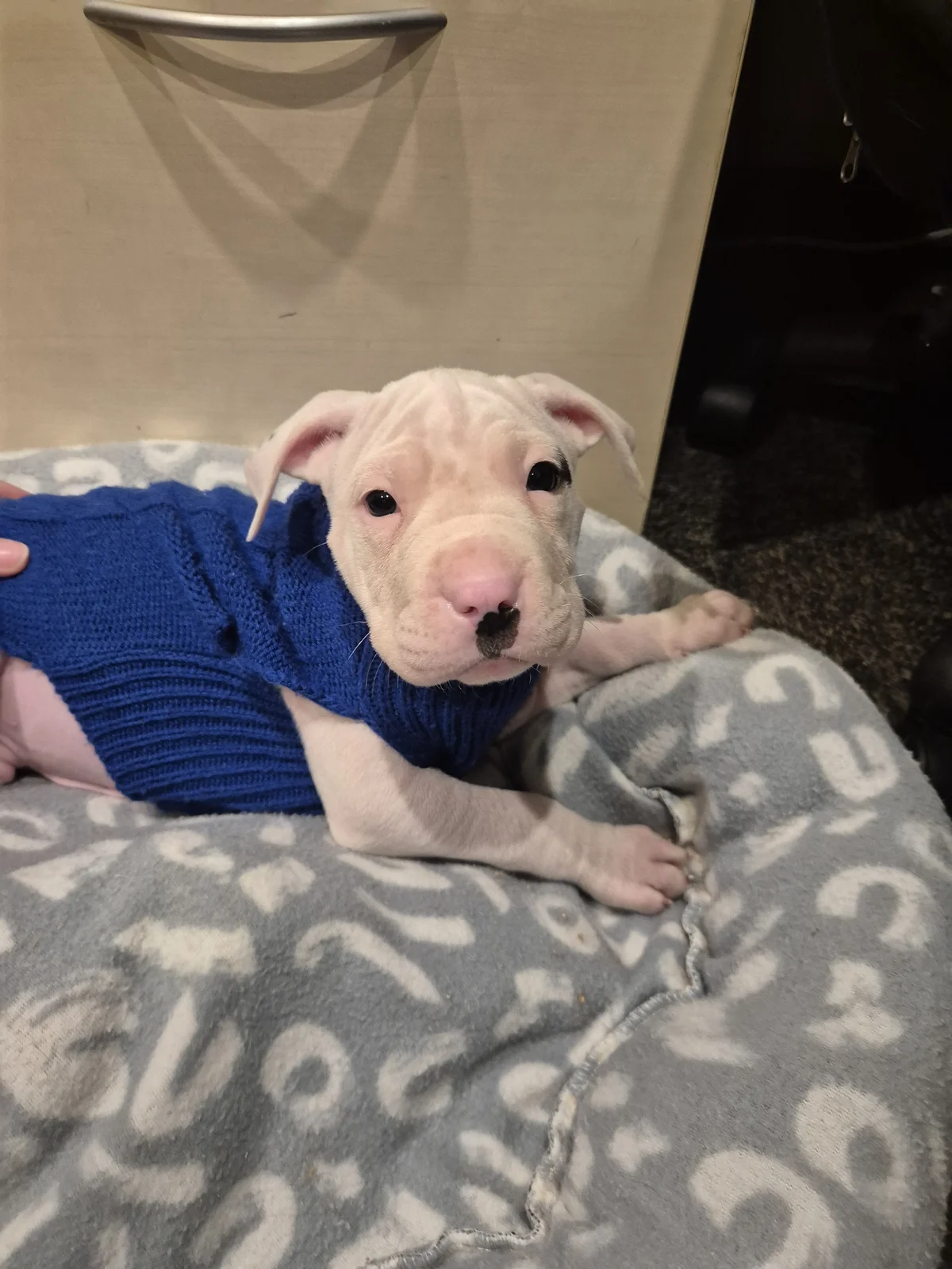 Gallery image: Eggnog