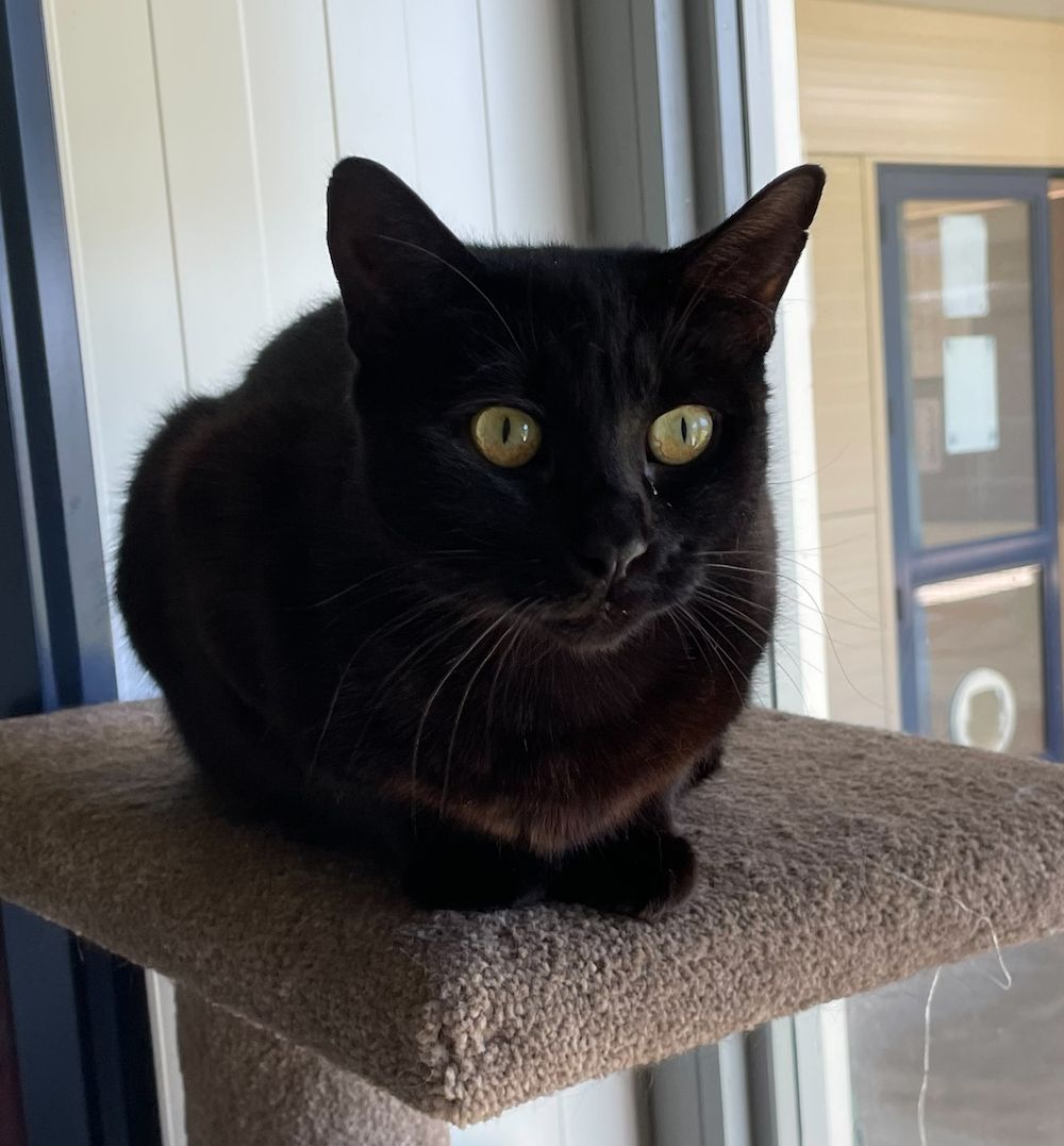 Gallery image: Miss Midget