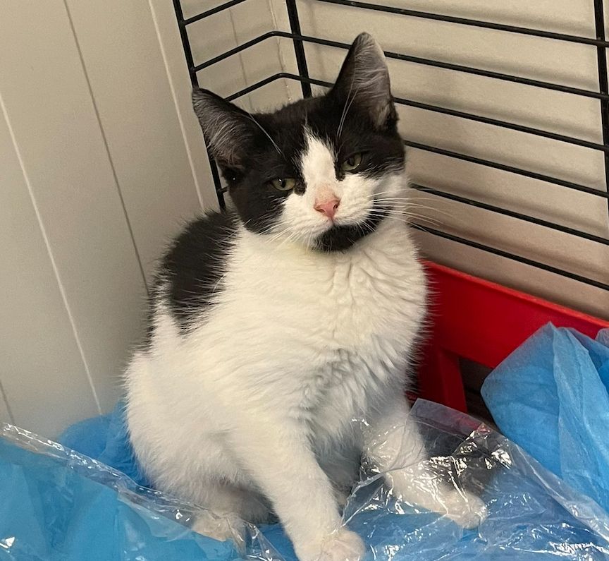 Gallery image: Panda