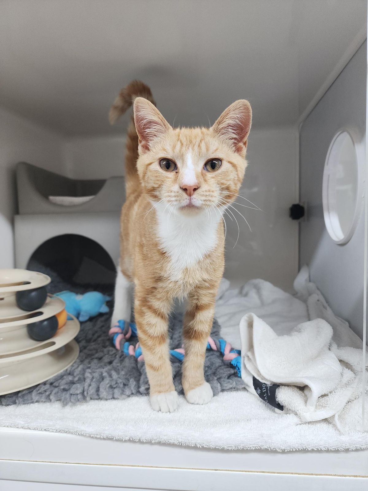 Gallery image: Calcifer 