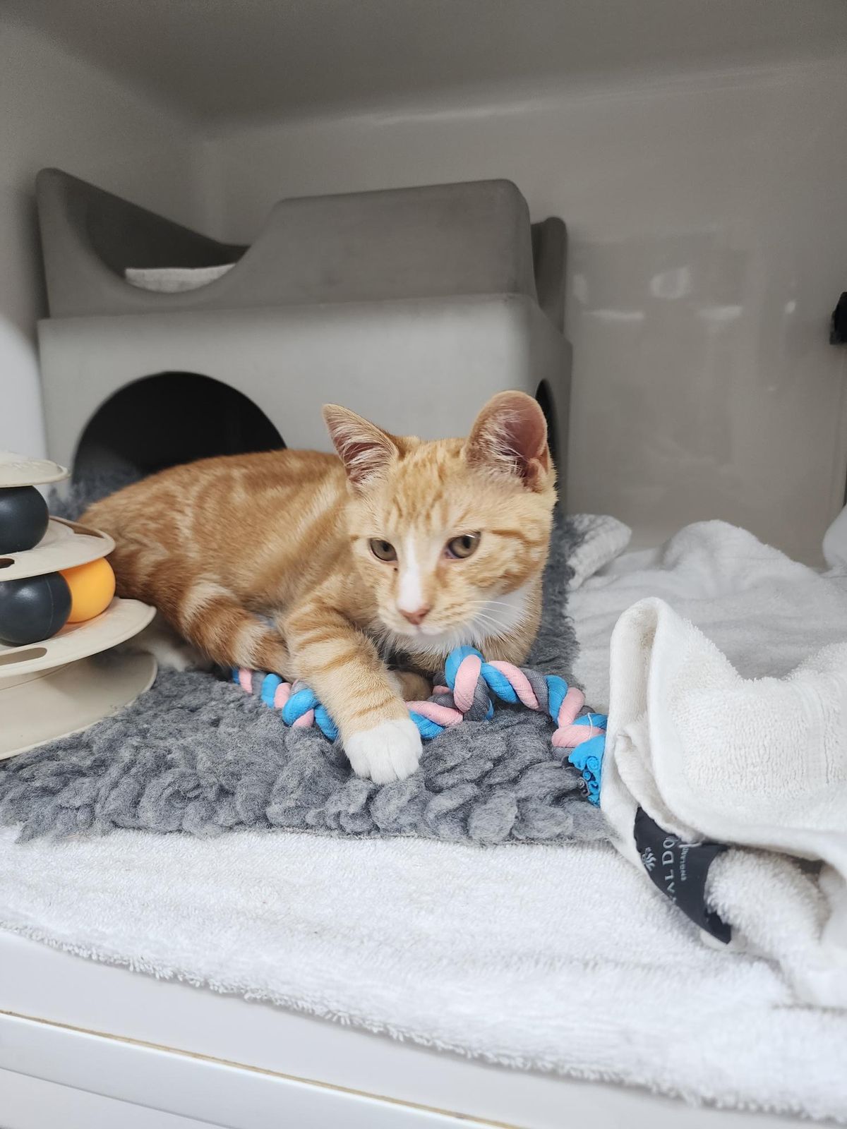 Gallery image: Calcifer 