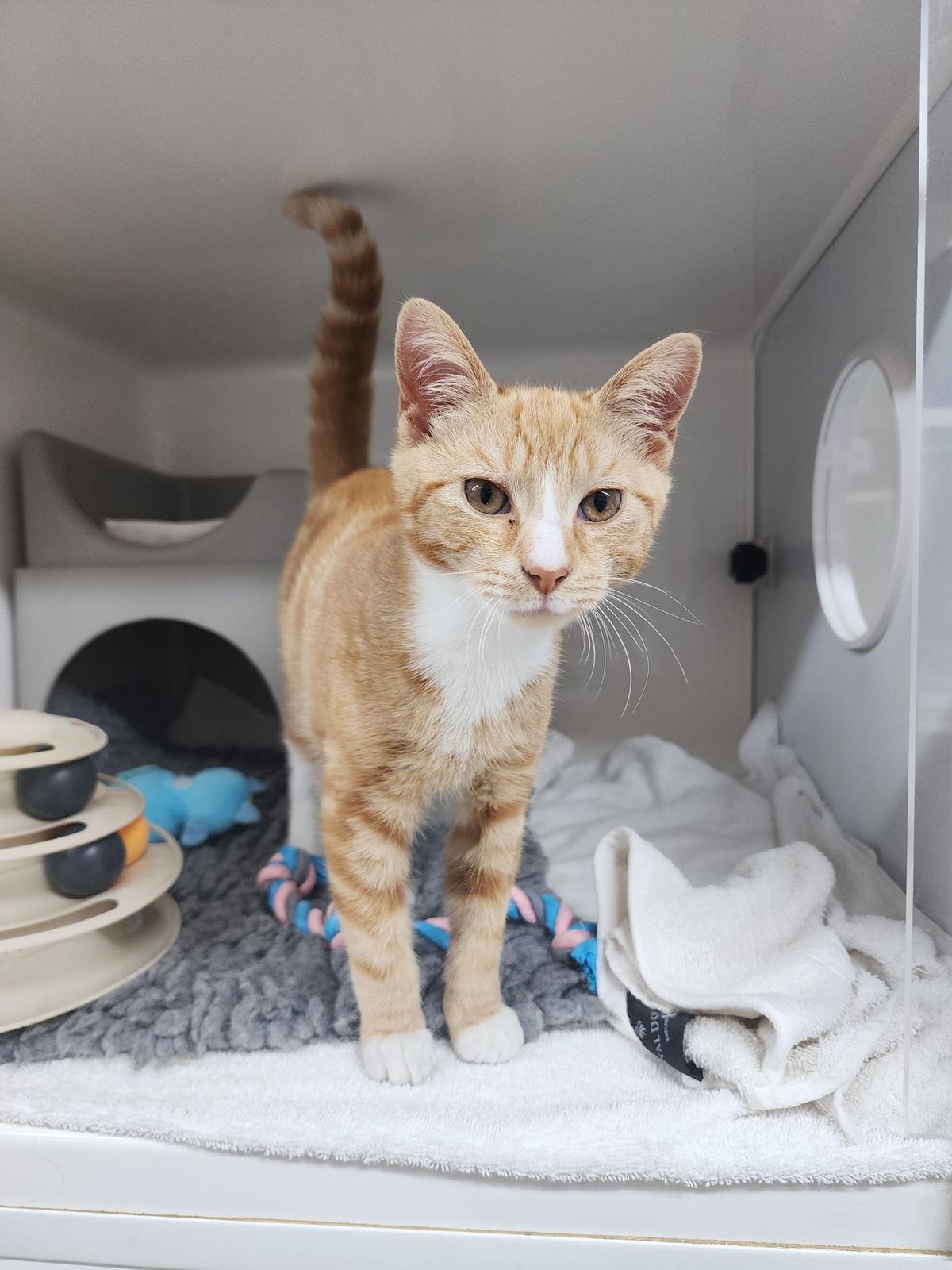 Gallery image: Calcifer 