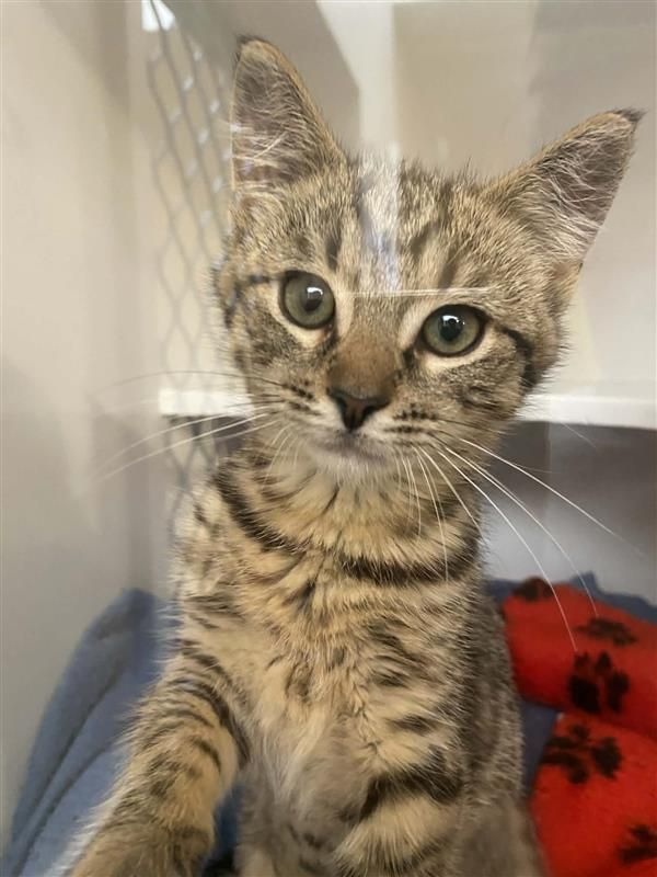 Gallery image: Marigold