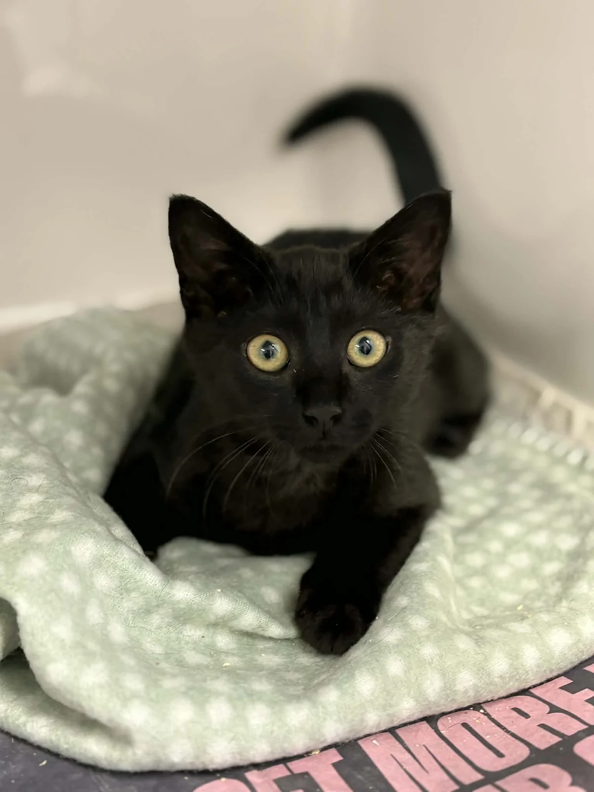 Gallery image: Timmy