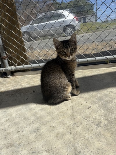 Theodore - Domestic Short Hair