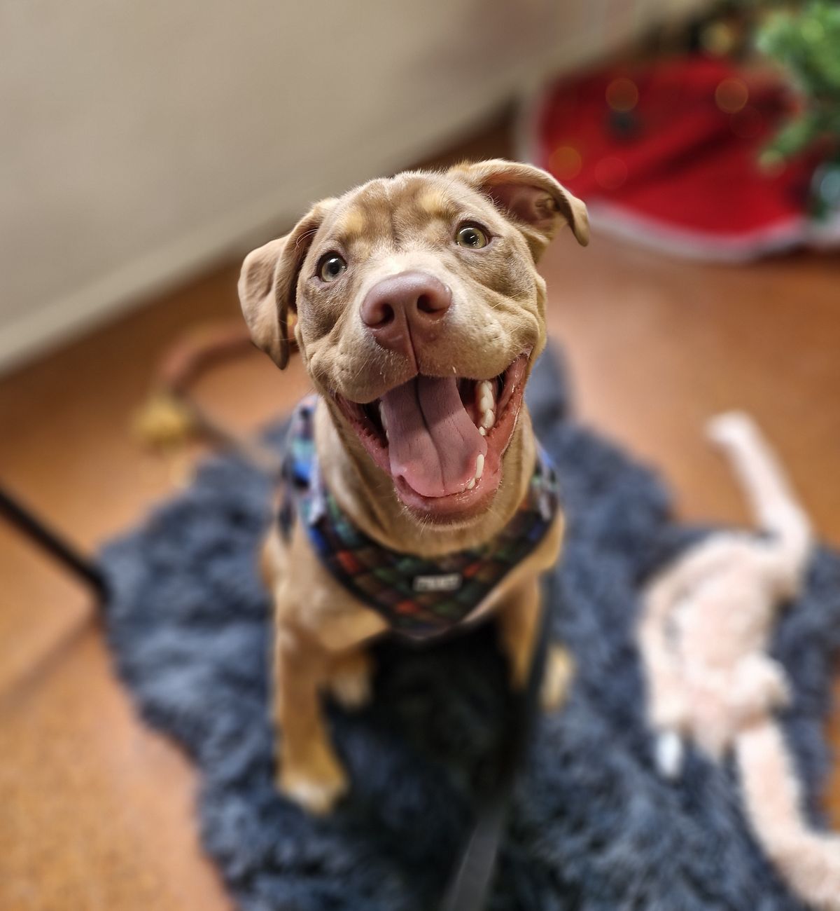 Gallery image: Frodo