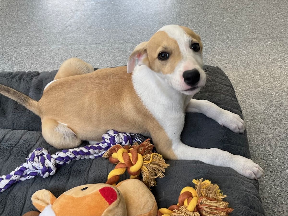 Gallery image: Penny