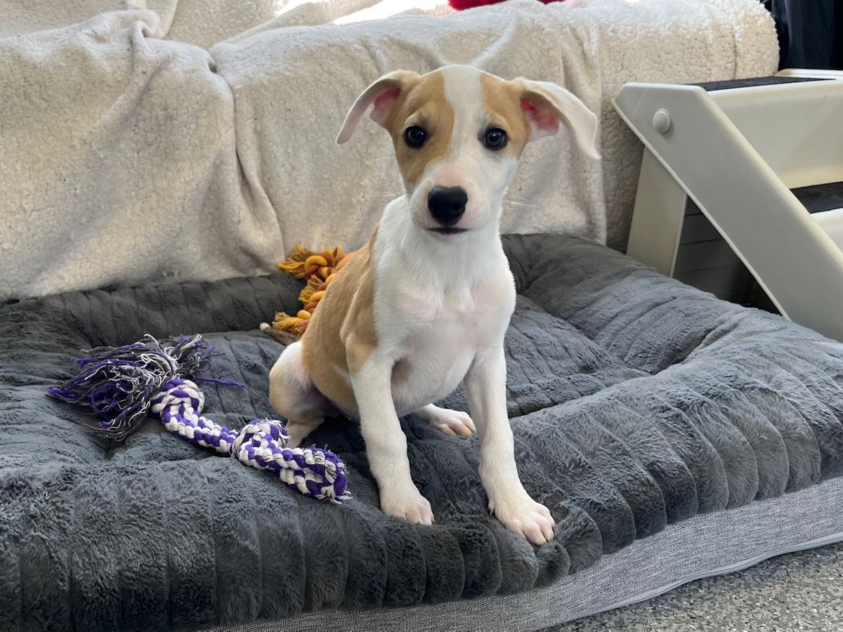 Gallery image: Penny