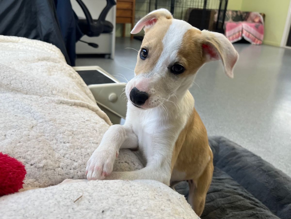 Gallery image: Penny