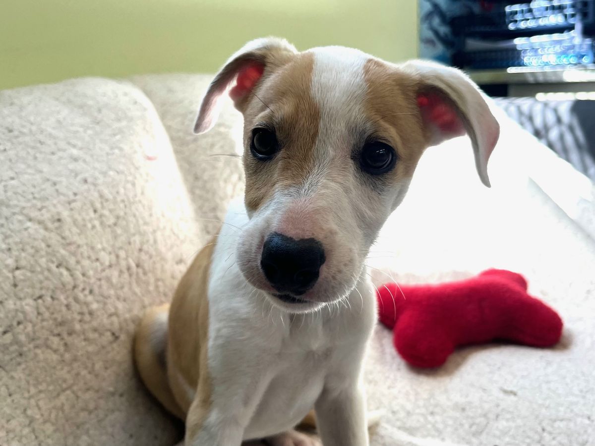 Gallery image: Penny