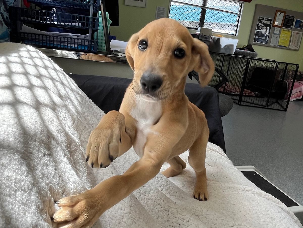 Gallery image: Pistachio