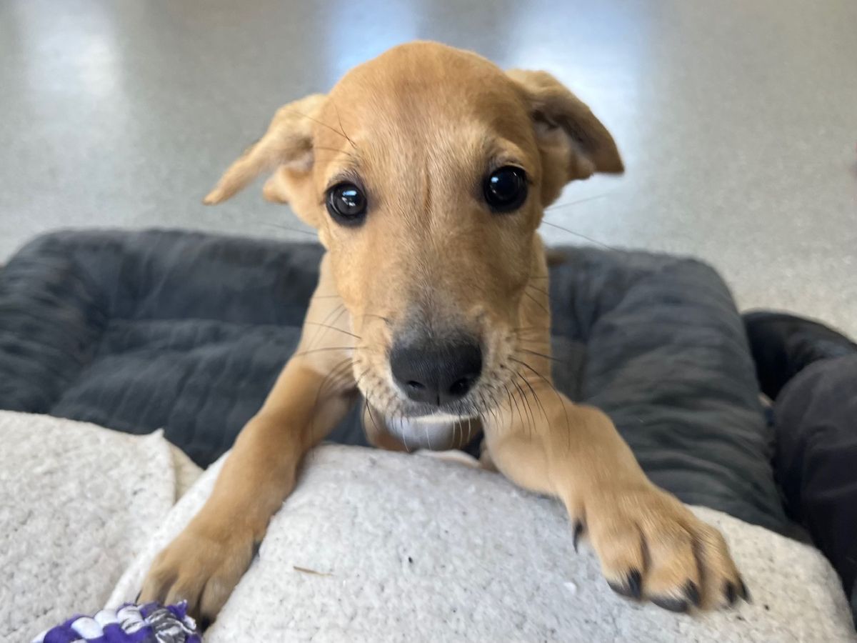 Gallery image: Pistachio