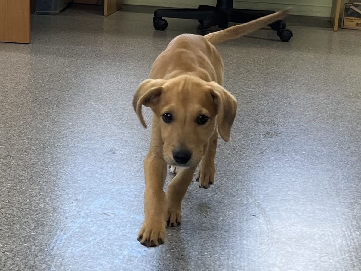 Gallery image: Pistachio