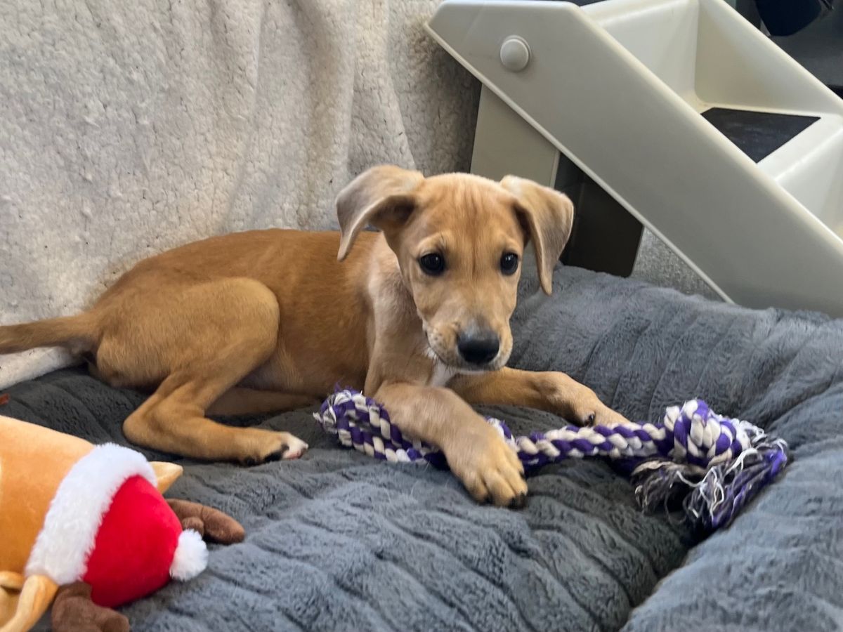 Gallery image: Pistachio