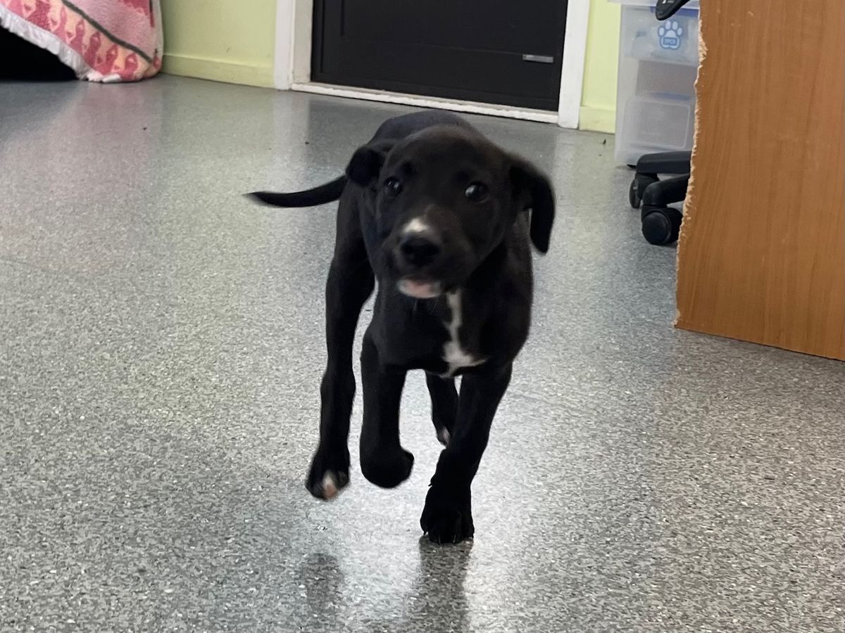 Gallery image: Peanut