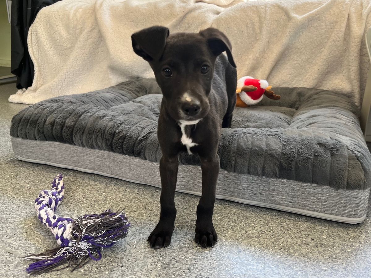 Gallery image: Peanut