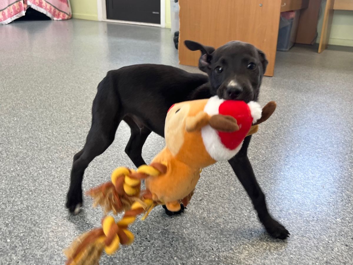 Gallery image: Peanut