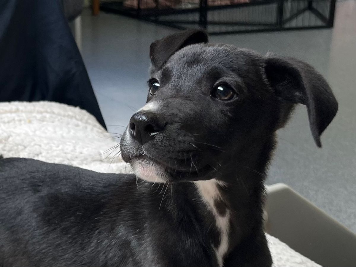 Gallery image: Peanut