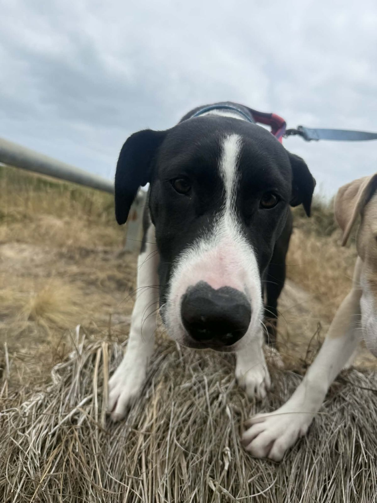 Gallery image: Dragon