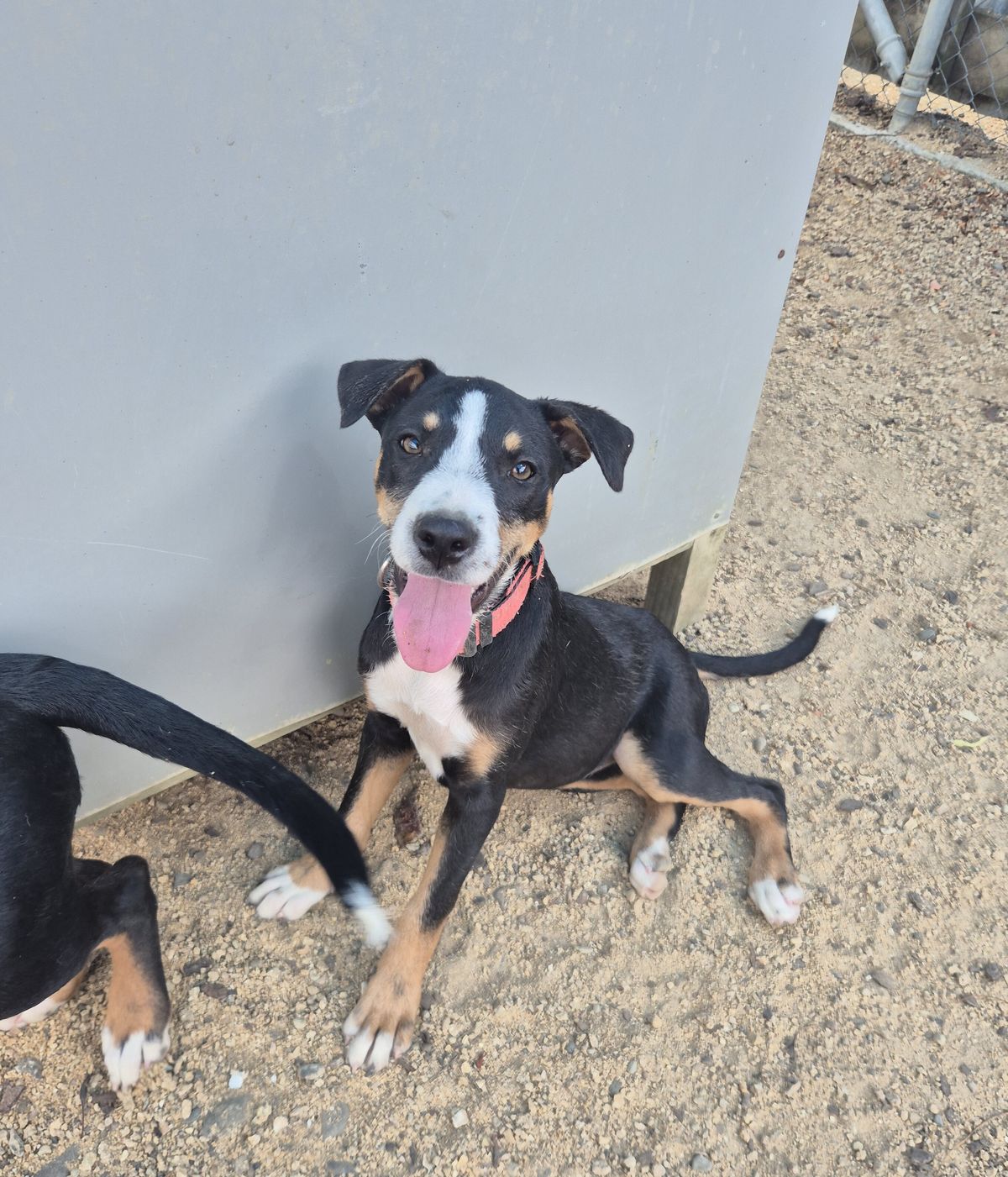 Gallery image: Salsa