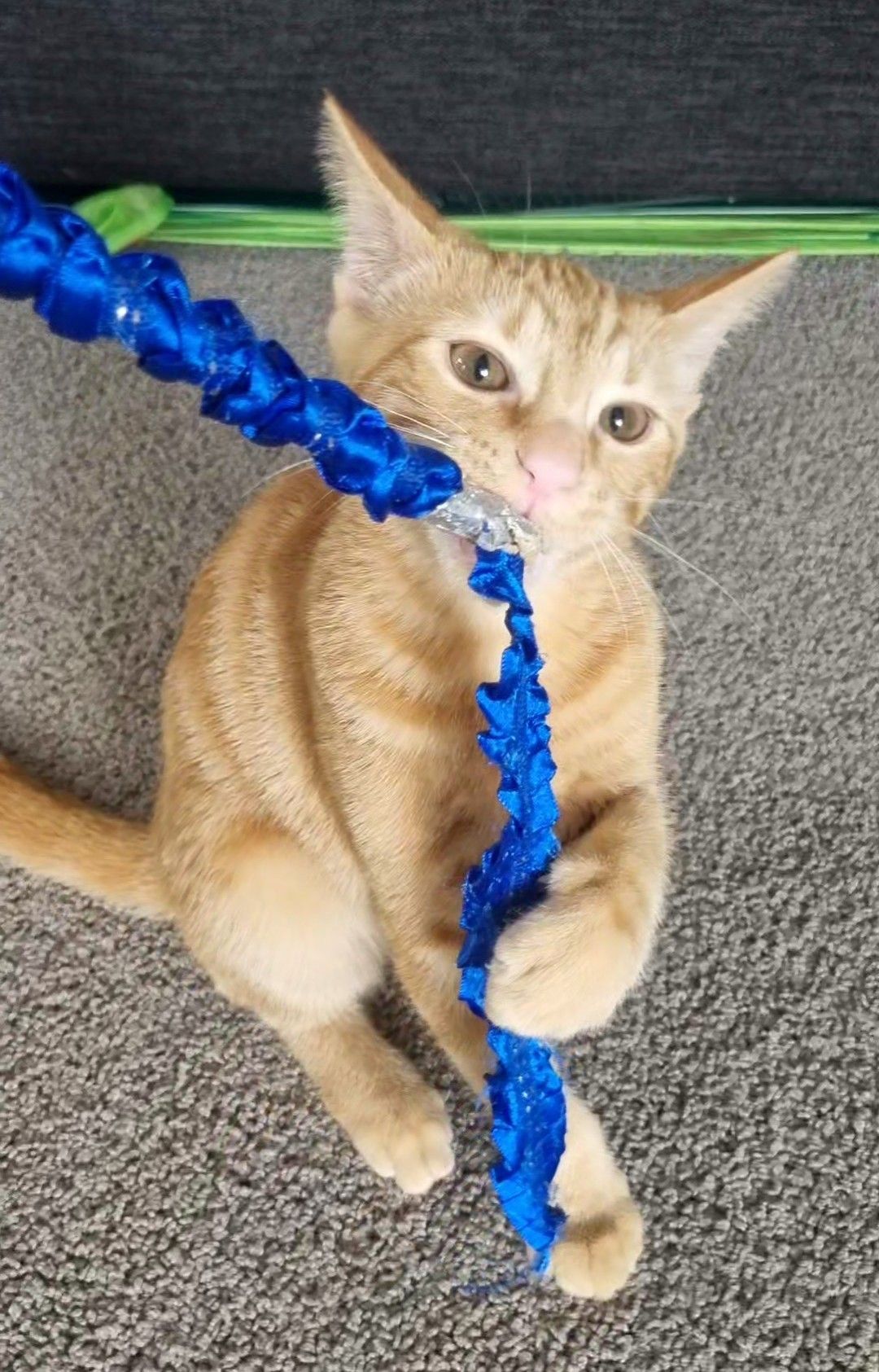 Gallery image: Hammie