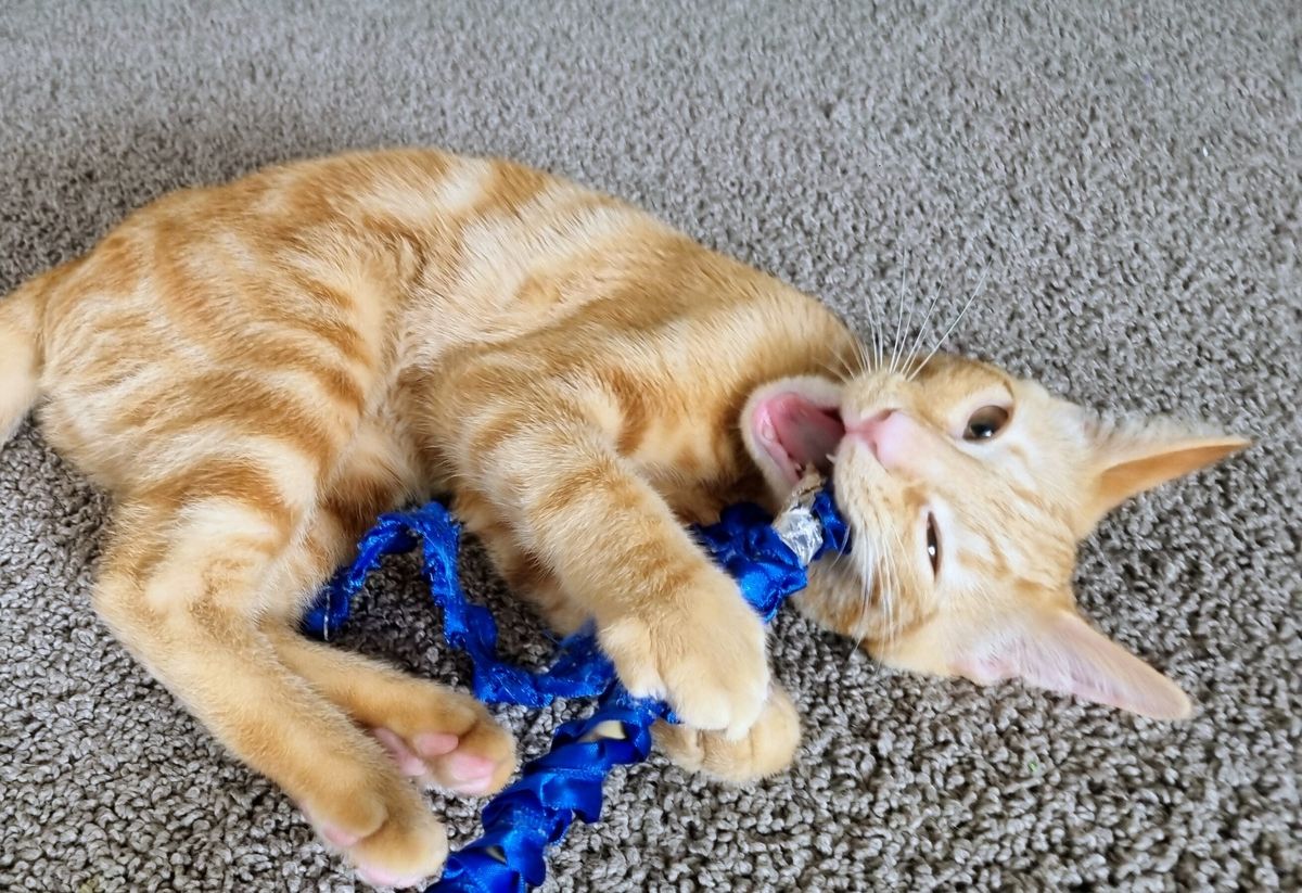 Gallery image: Hammie