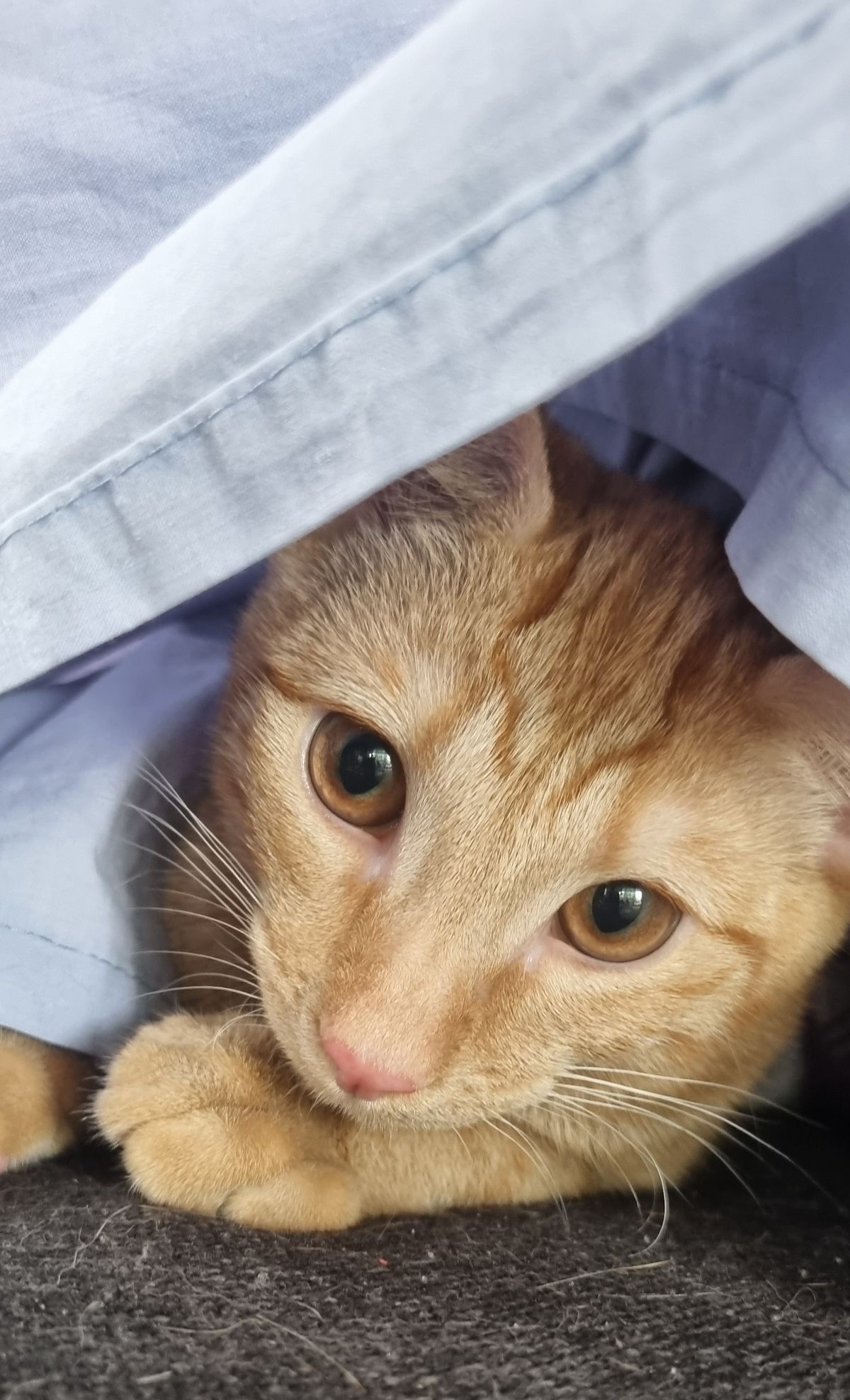 Gallery image: Hammie