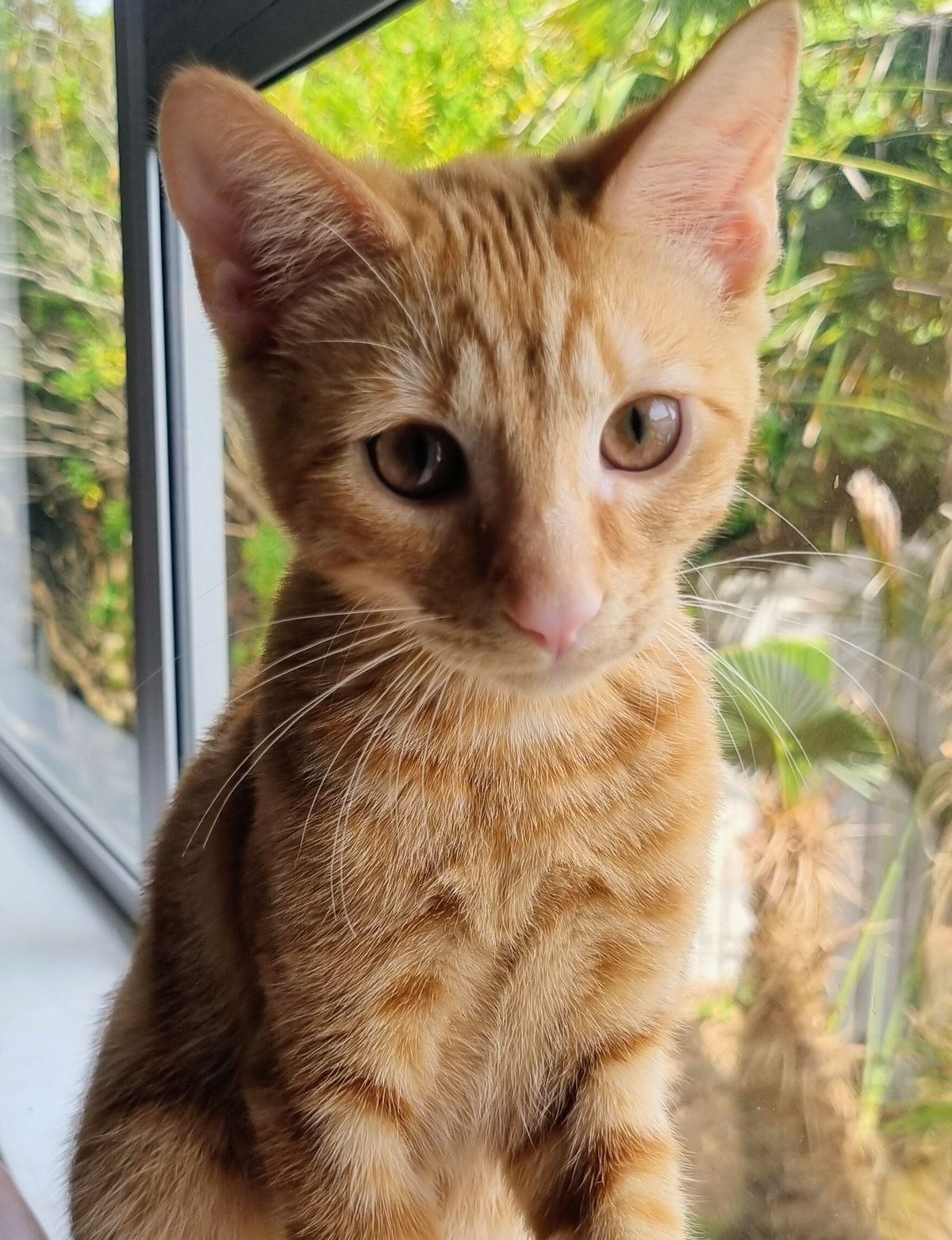 Gallery image: Hammie